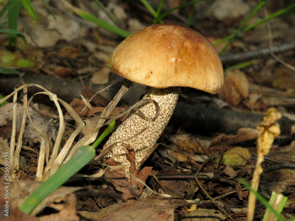 A small white mushroom in the forest A small white mushroom in the forest
