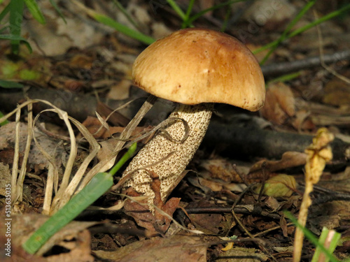 A small white mushroom in the forest