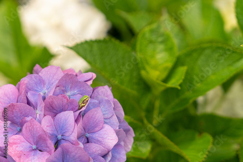 紫陽花とカエル photo
