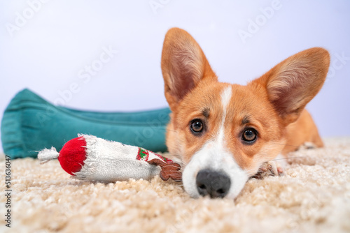 Quadro em tela Corgi is lying on soft carpet next his favorite toy and resting from games