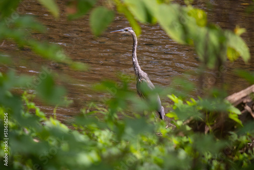 Great blue heron trying to hide along the Schuylkill river in Pottstown Pennsylvania  photo