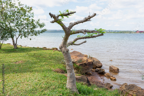 Árvore solitaria na margem do lago photo