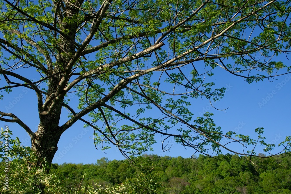 Beautiful tree with green leaves against blue sky, with forested hill behind. Sunny day, clear blue sky, vibrant colors. Horizontal. Beautiful tree with green leaves against blue sky, with forested hill behind. Sunny day, clear blue sky, vibrant colors. Horizontal.