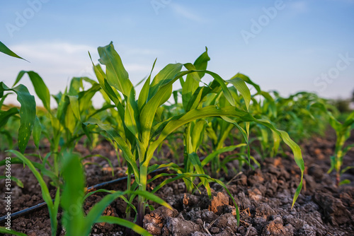 young green maize corn in the agricultural cornfield wets with dew in the morning, animal feed agricultural industry