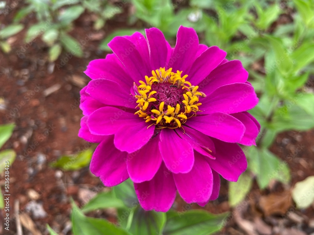 Obraz premium pink flower