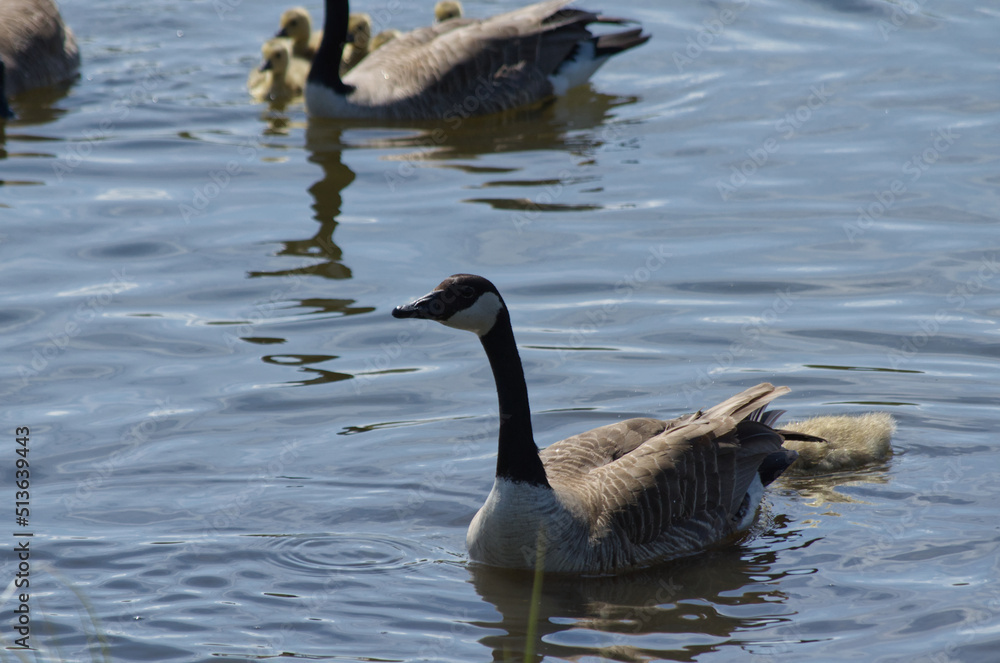 Canada Goose Family in the Water