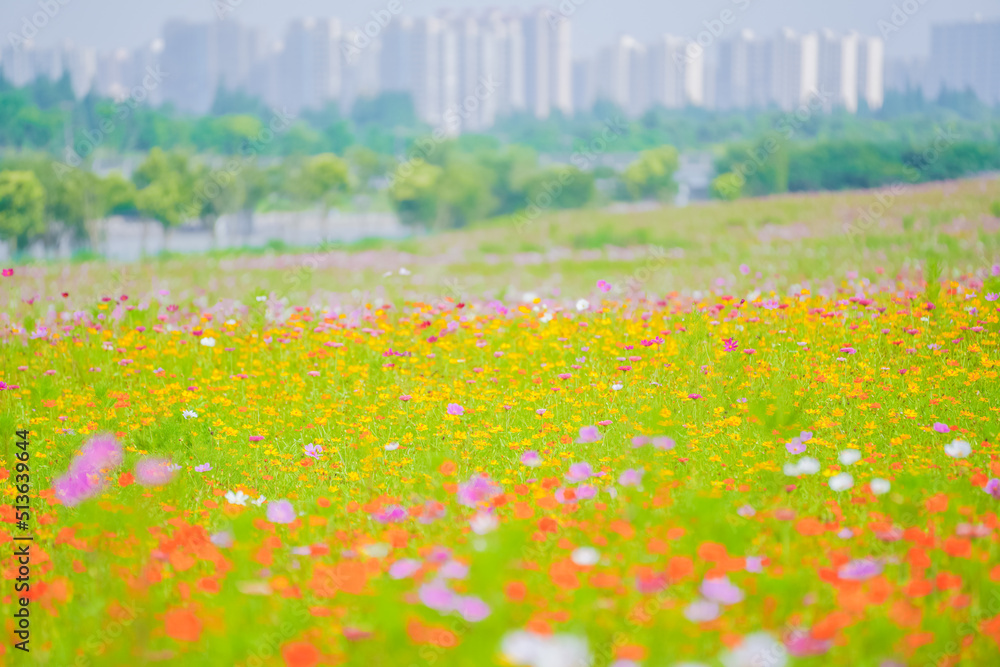 Fototapeta premium A beautiful sea of daisies