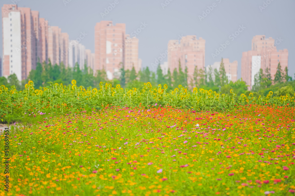 Fototapeta premium A beautiful sea of daisies