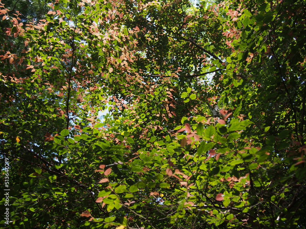 青々とした木の葉の群生