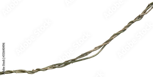 Twisted liana, Vine isolated on white background. Clipping path