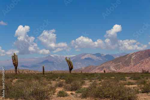 Huge old cactus against the backdrop of mountains in Los Cardones National Park, Argentina