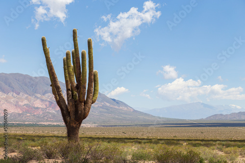 Huge old cactus against the backdrop of mountains in Los Cardones National Park, Argentina photo