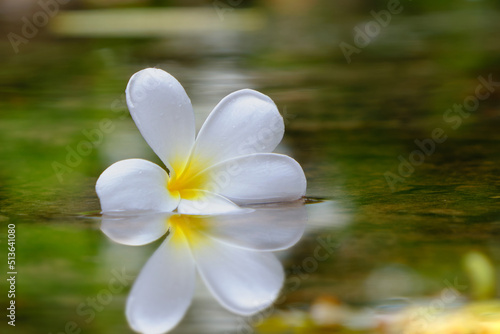 Flower Frangipani (Plumeria) on water, Shadow is reflecting water.