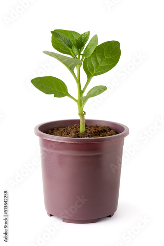 young malabar spinach or ceylon spinach plant grown in a pot, isolated on white background, basella alba or basella rubra known as vine spinach, medicinal herb