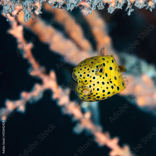 Yellow Boxfish with Orange and Black Background © Craig Lambert Photo