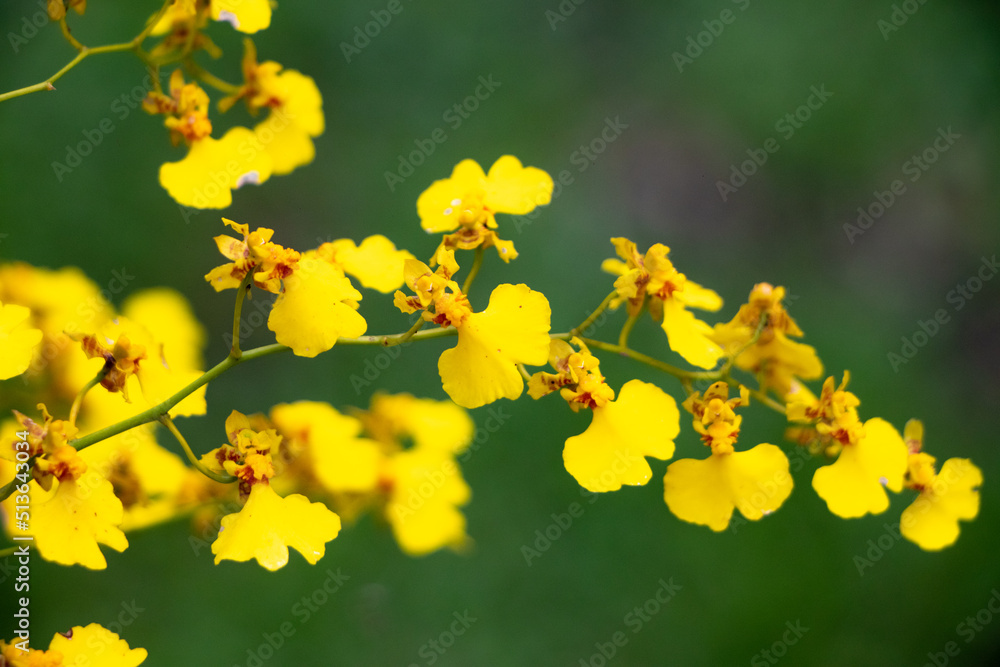 Orquídea chuva de ouro, que ocorre entre o México e o Brasil Orquídea chuva de ouro, que ocorre entre o México e o Brasil
