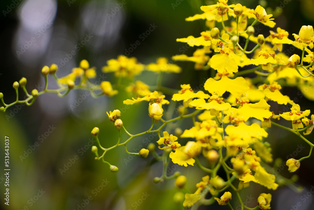 Obraz premium Orquídea chuva de ouro, que ocorre entre o México e o Brasil