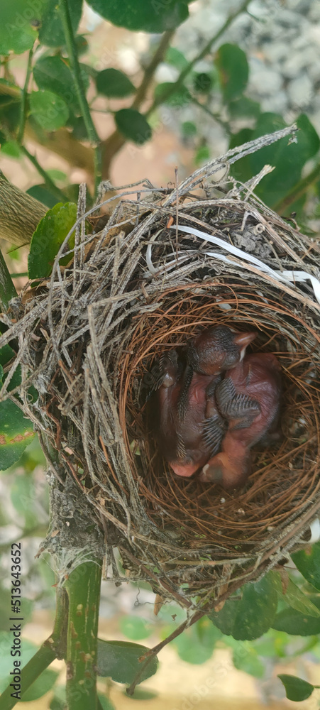 Bulbul bird chicks in nest Bulbul bird chicks in nest