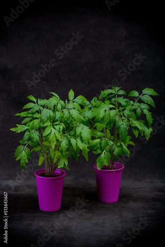 Tomato seedlings in pink cups on a dark background
