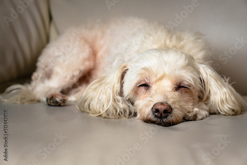 portrait of a poodle