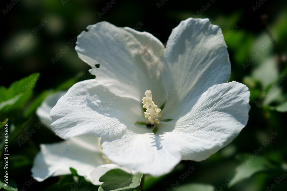 Obraz premium ハイビスカス