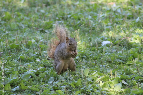 squirrel in the park