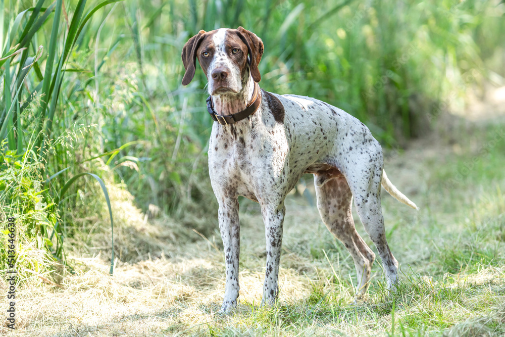 Portrait of a male braque francais hound on a field in summer outdoors Portrait of a male braque francais hound on a field in summer outdoors