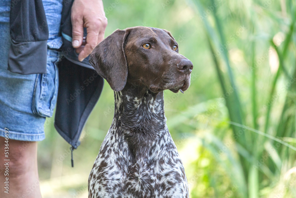 Portrait of a brown german braque hound in summer outdoors