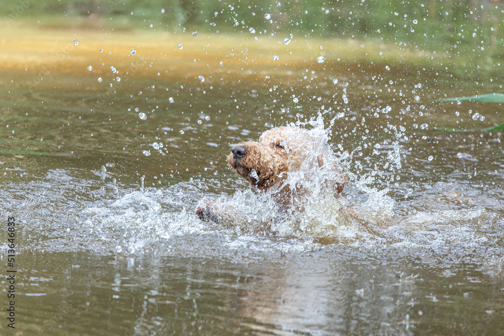 Portrait of a golden doodle dog swimming in a pond in summer outdoors Portrait of a golden doodle dog swimming in a pond in summer outdoors