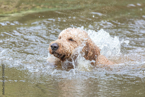 Portrait of a golden doodle dog swimming in a pond in summer outdoors