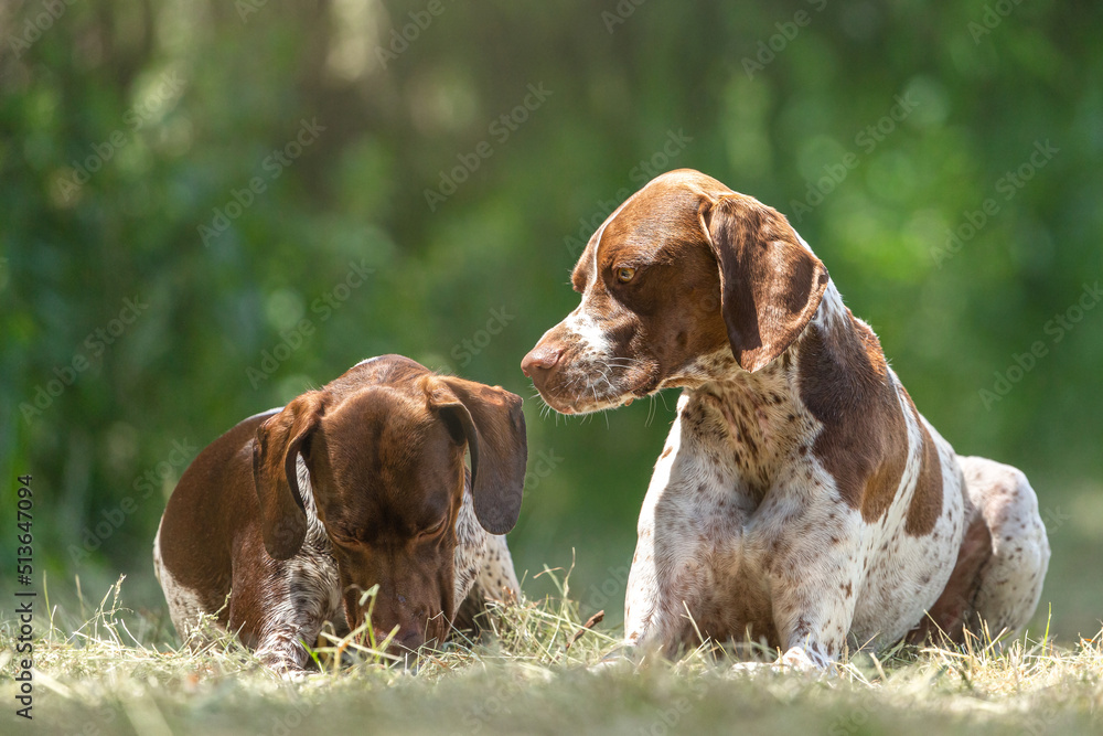Portrait of two braque francais hounds lying on a meadow in summer outdoors. Mother and daughter Portrait of two braque francais hounds lying on a meadow in summer outdoors. Mother and daughter