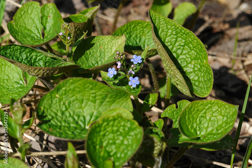 Blue flowers and heart-shaped leaves of Brunnera sibirica (the Siberian bugloss, Siberian brunnera or False forget-me-not) in the forest, close-up photo