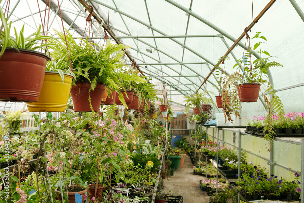 Horizontal image of green plants growing in pots hanging at top and standing at bottom in the greenhouse