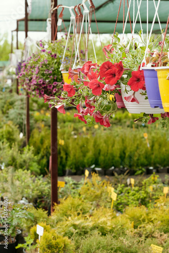 Vertical image of beautiful flowers hanging in pots on top in flower market © pressmaster