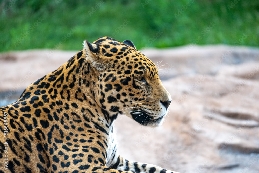 Fototapeta premium Jaguar on a rock