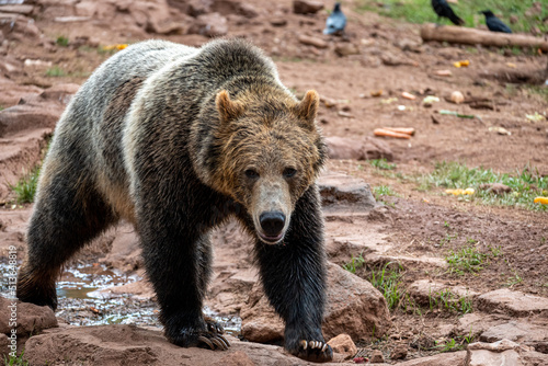 brown bear in zoo