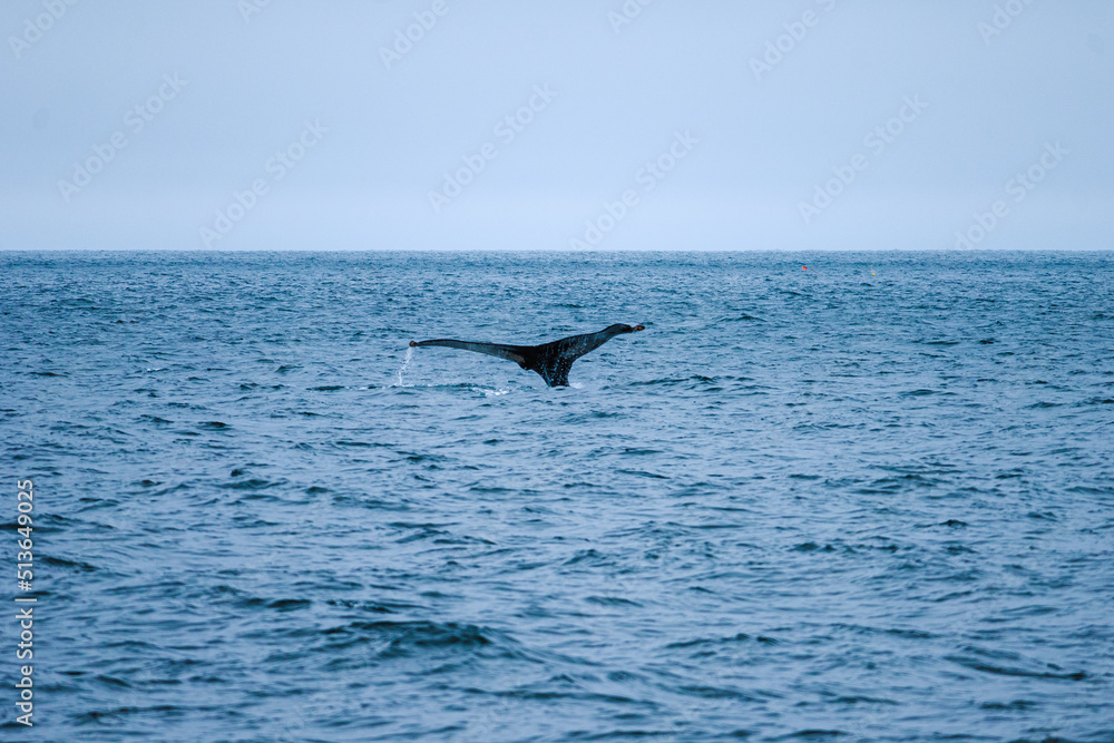 Fototapeta premium humpback whale's tail