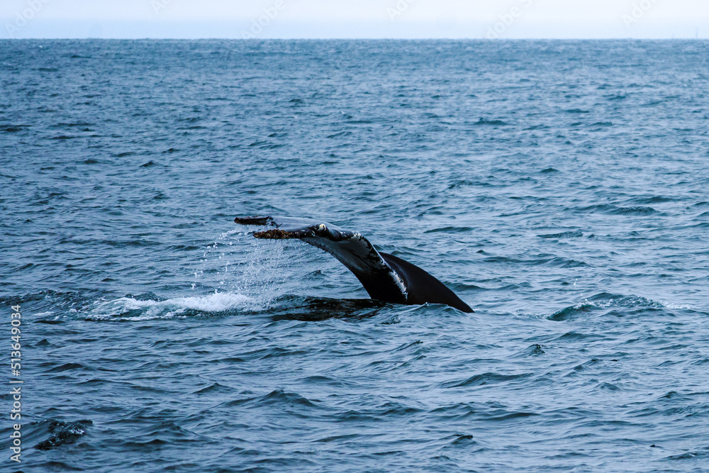 Fototapeta premium humpback whale's tail