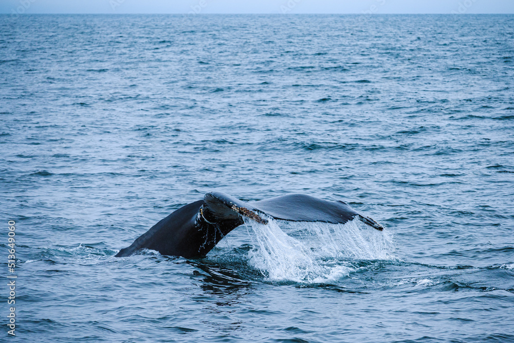 Fototapeta premium humpback whale's tail