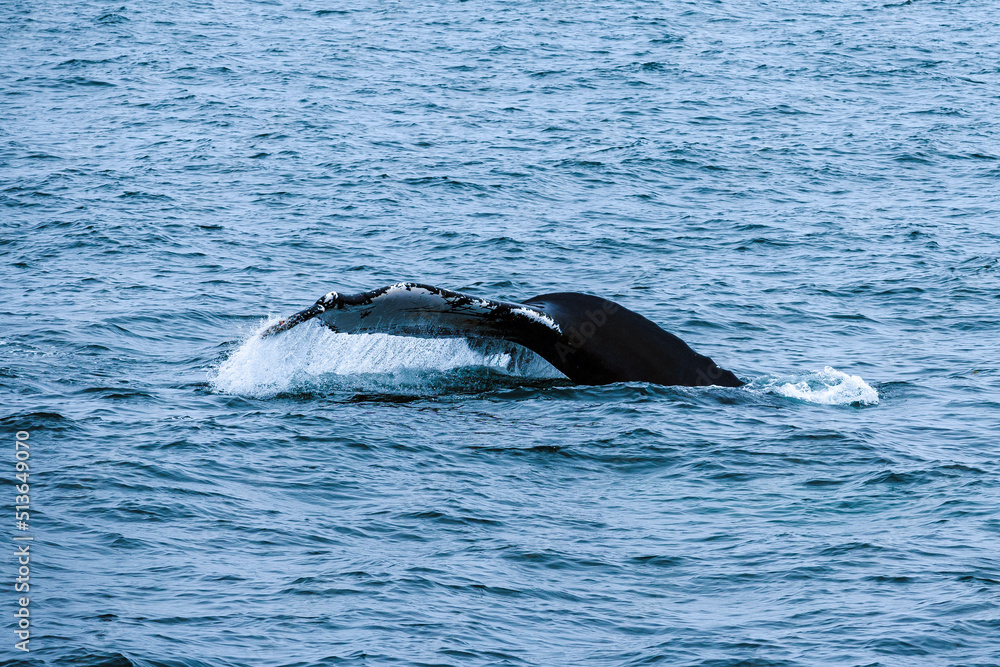Fototapeta premium humpback whale's tail