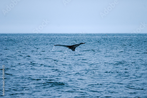 humpback whale's tail © JPBark