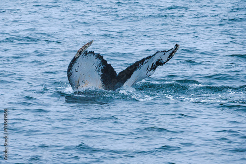 humpback whale s tail