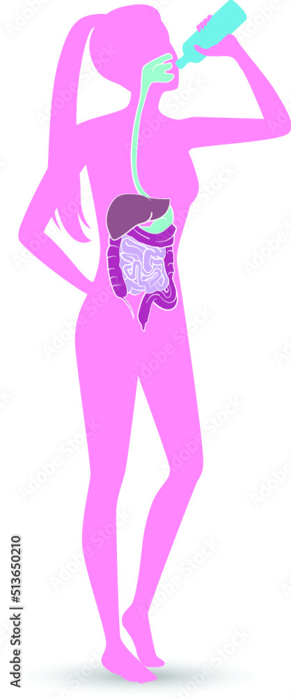 Human digestive system and drink water ,vector illustration design. Human digestive system and drink water ,vector illustration design.