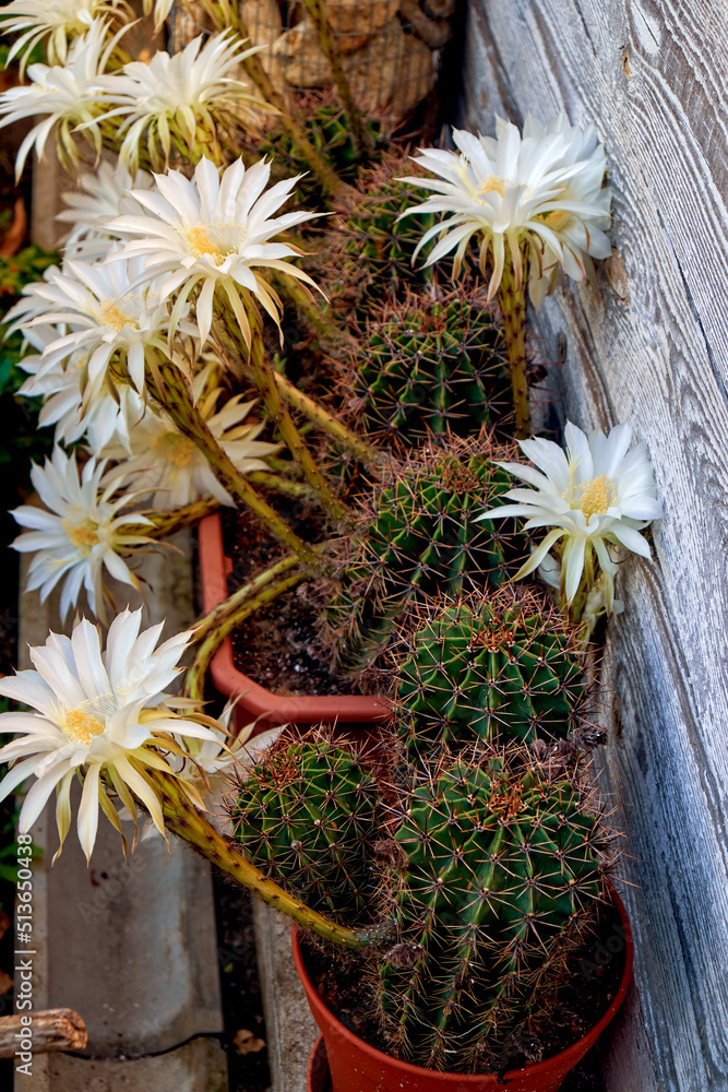 Blooming cacti in the backyard of a country house