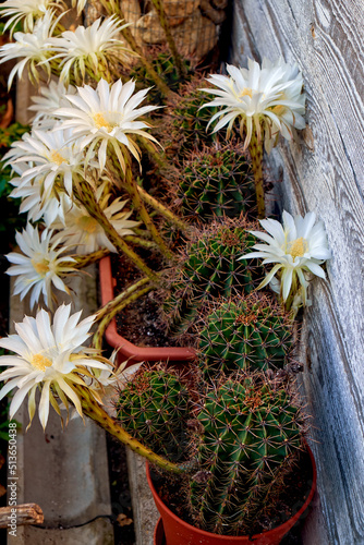 Obraz na płótnie Blooming cacti in the backyard of a country house w salonie
