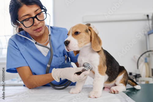 Hispanic woman wearing eyeglasses working as vet in animal hospital examining health of puppy using stethoscope to check heart beat and breath photo