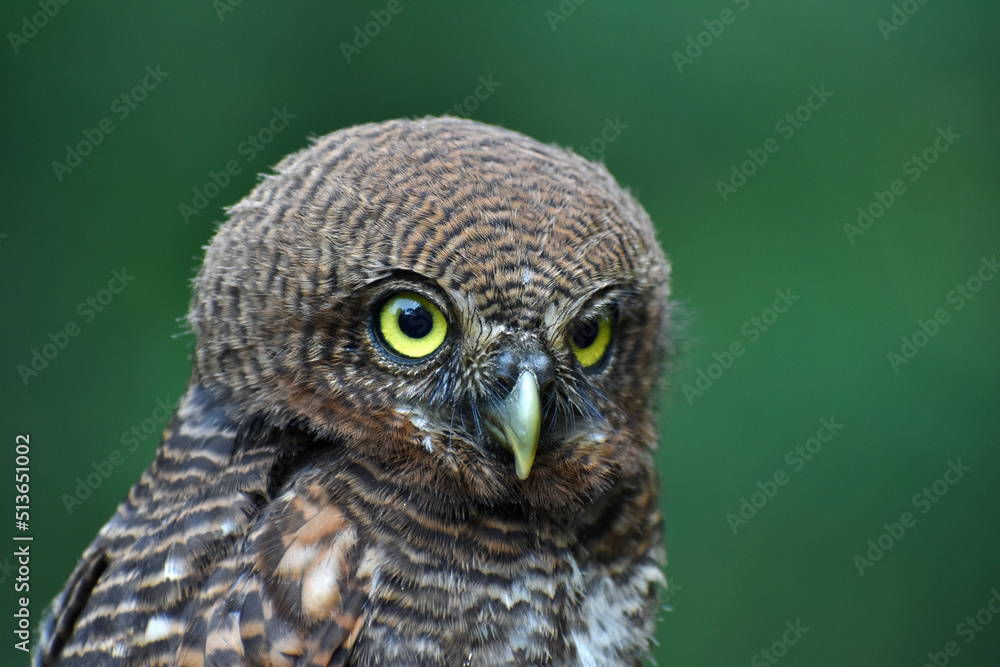 Obraz premium Jungle owlet face close-up picture 