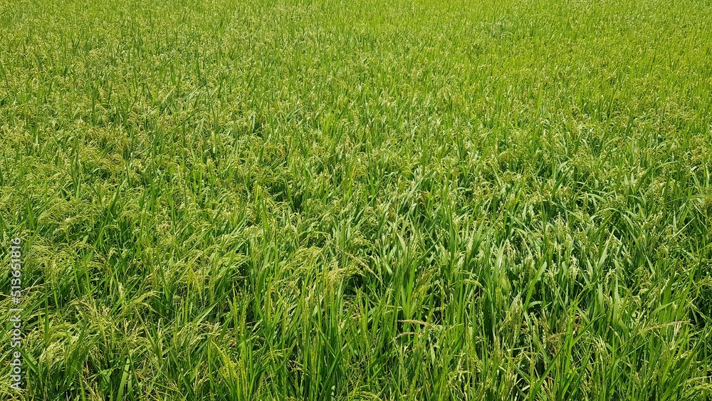 The rice fields are growing and flourishing. The rice fields are growing and flourishing.