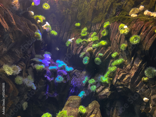 rocky seabed with many anemones in bluish-green tones
