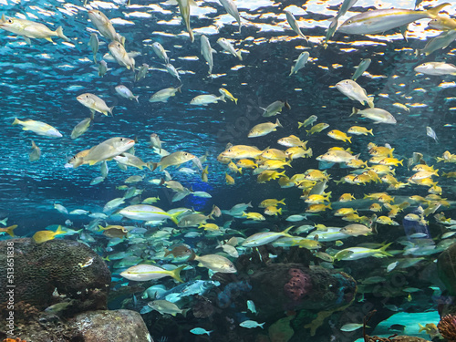 crystal clear seabed and silver and gold fish swimming calmly in all directions
